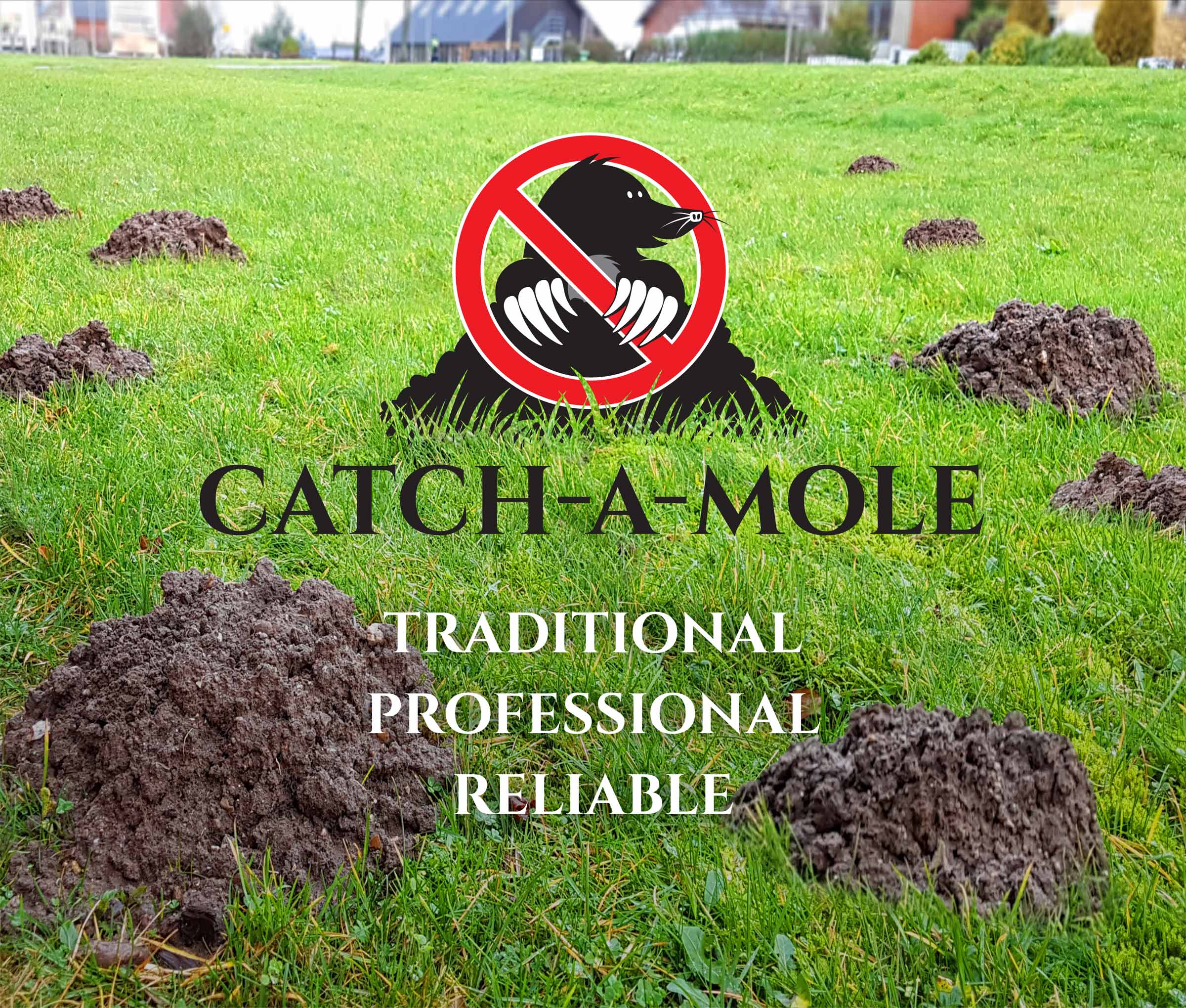 Catch a Mole