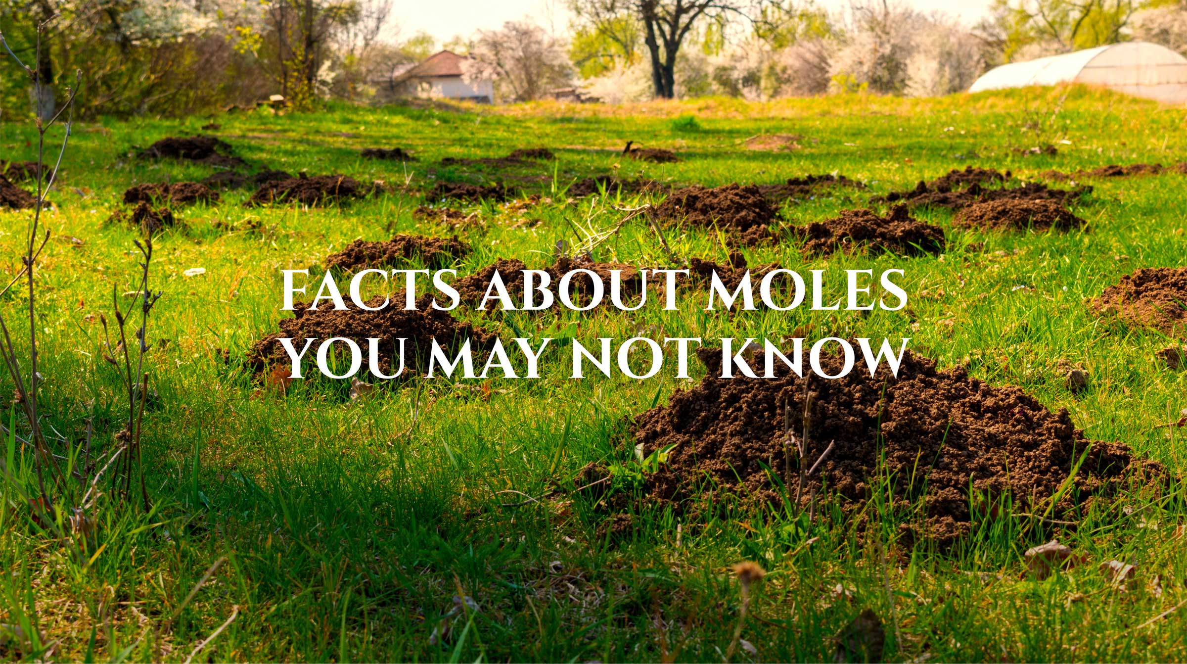 Mole Catcher Mole facts
